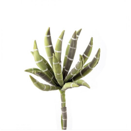 Echeveria bianca e verde
