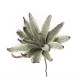 Agave