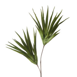 Aloe selvatico verde
